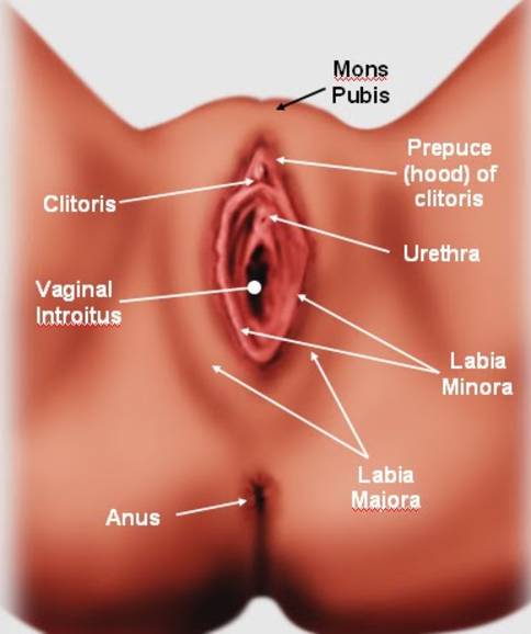 Vagina se v puberteti premakne v položaj med stegni, medenica pa se razširi.