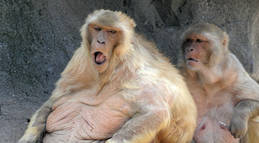 opica pregleda penis