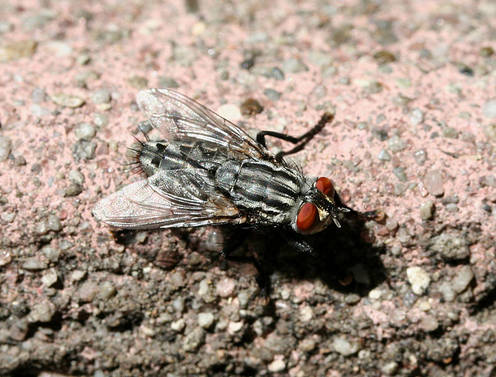 Sarcophagidae
